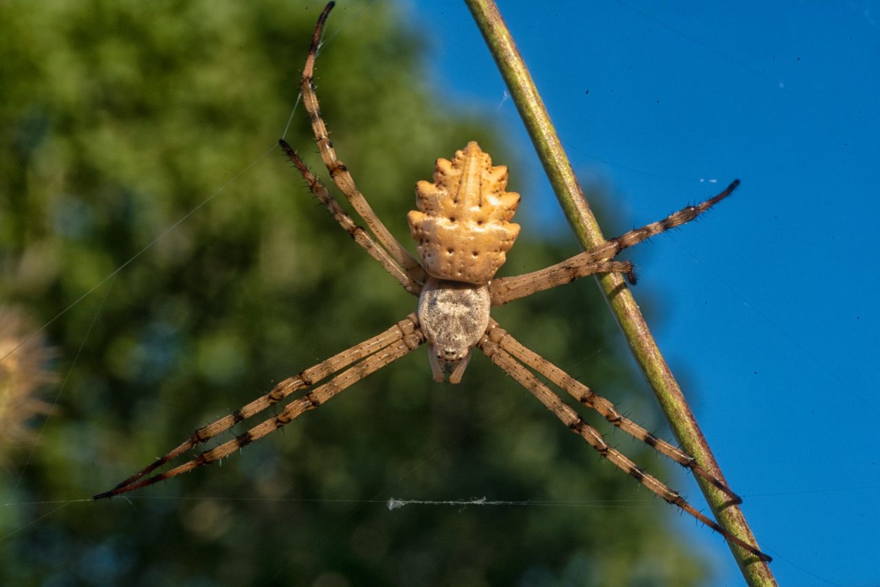 Che cosa chiamiamo davvero natura?